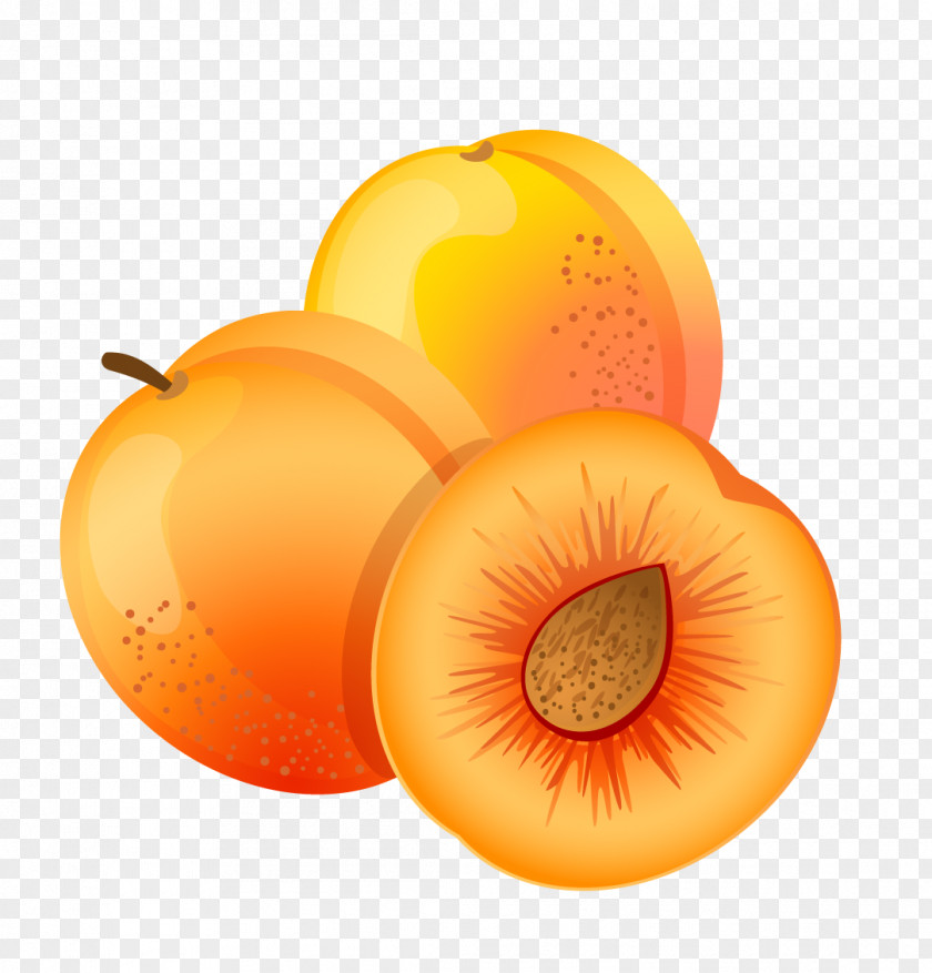 Persimmon Map Clip Art Vector Graphics Illustration Drawing PNG