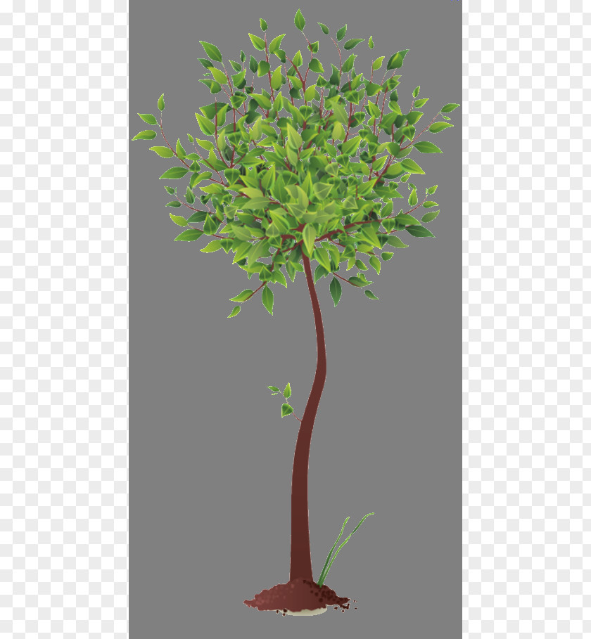 Tree Root PNG