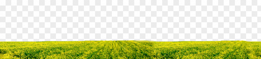 West Highland White Terrier Barley Grassland Energy Desktop Wallpaper Rye PNG
