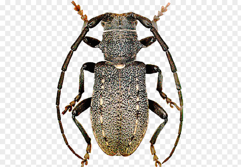 Beetle Weevil Longhorn Scarab Terrestrial Animal PNG