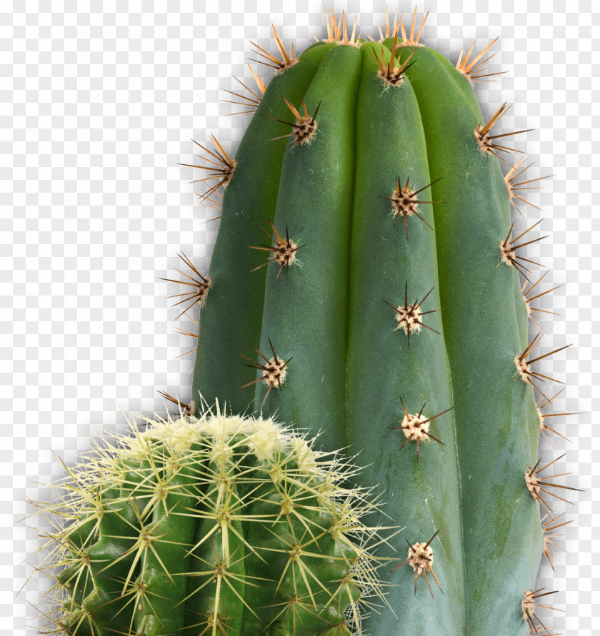 Cactus Cactaceae Clip Art PNG