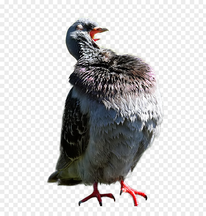 Feather Beak Galliformes PNG