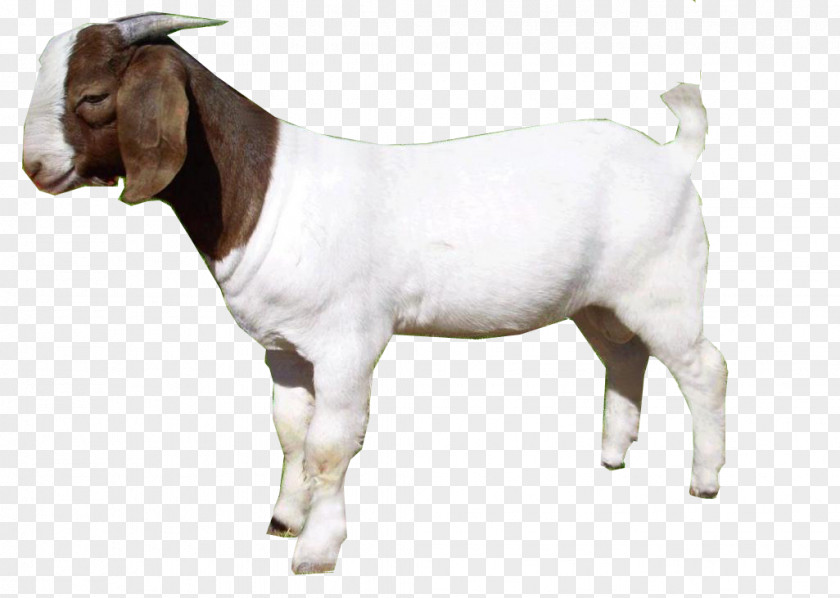 Goat Clip Art Image Transparency PNG