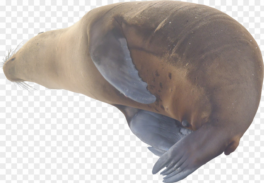 POLLUTION Sea Lion Walrus Marine Mammal Texture Mapping Pinniped PNG