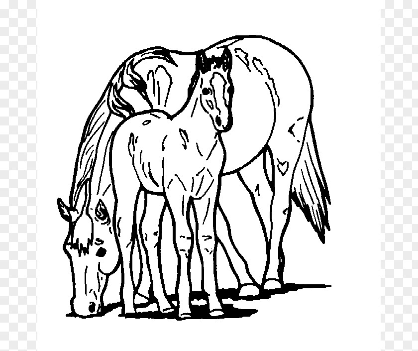 Printable Horse Stencils Foal Coloring Book Child Mare PNG