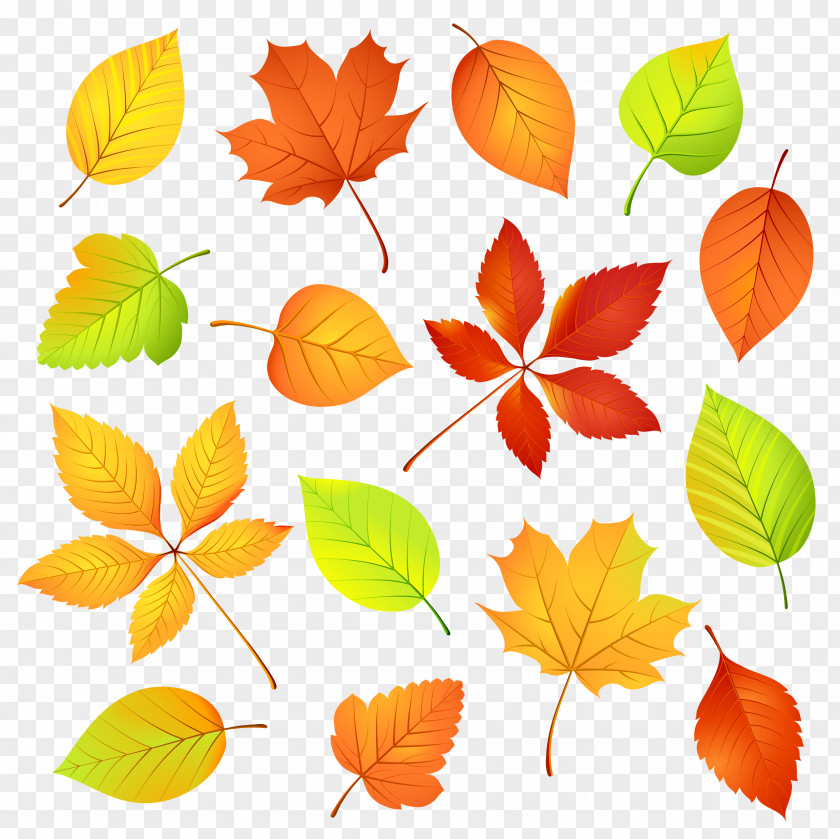Autumn Leaves Leaf Color Watercolor Painting PNG