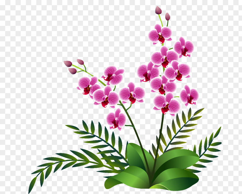 Image Clip Art Orchids Design PNG