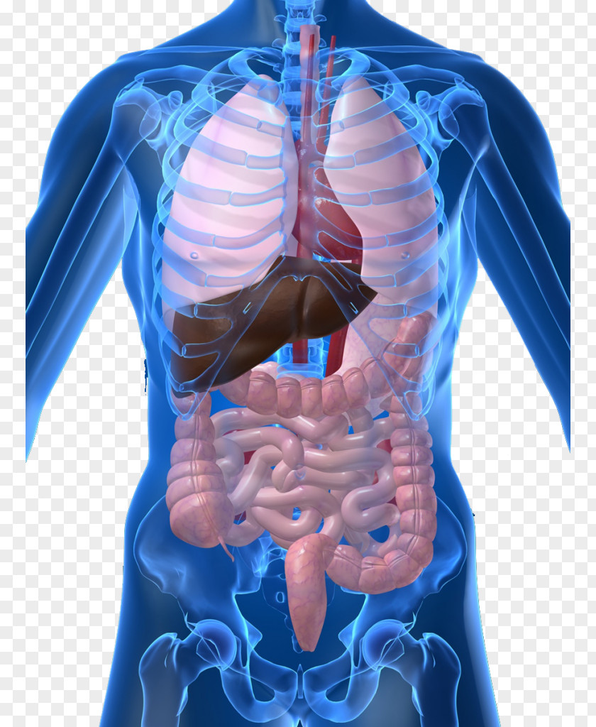 Internal Organs Of The Human Body Anatomical Chart Anatomy Organ System PNG of the system, Gastroenterology clipart PNG