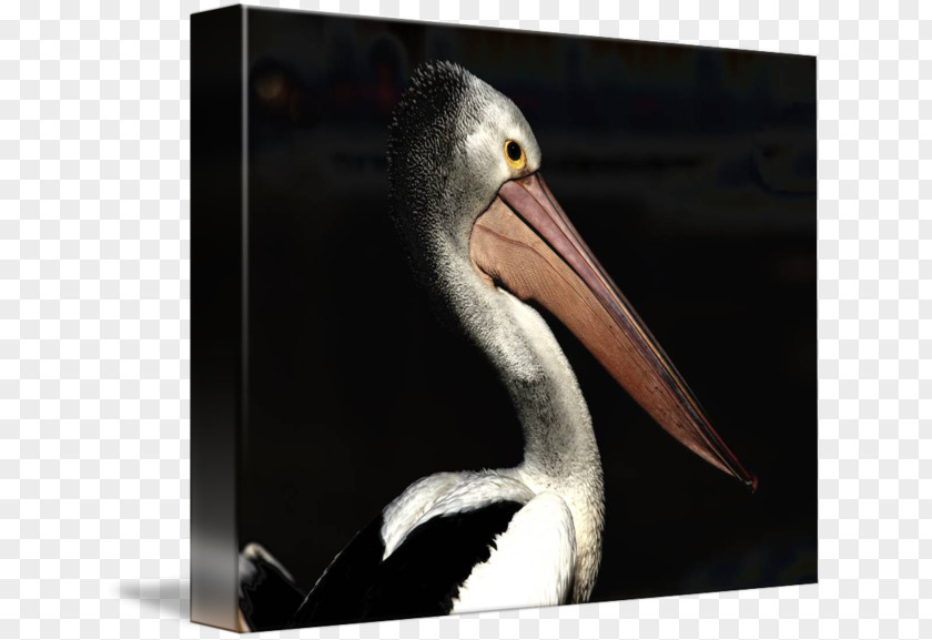 Pelican Products Beak PNG