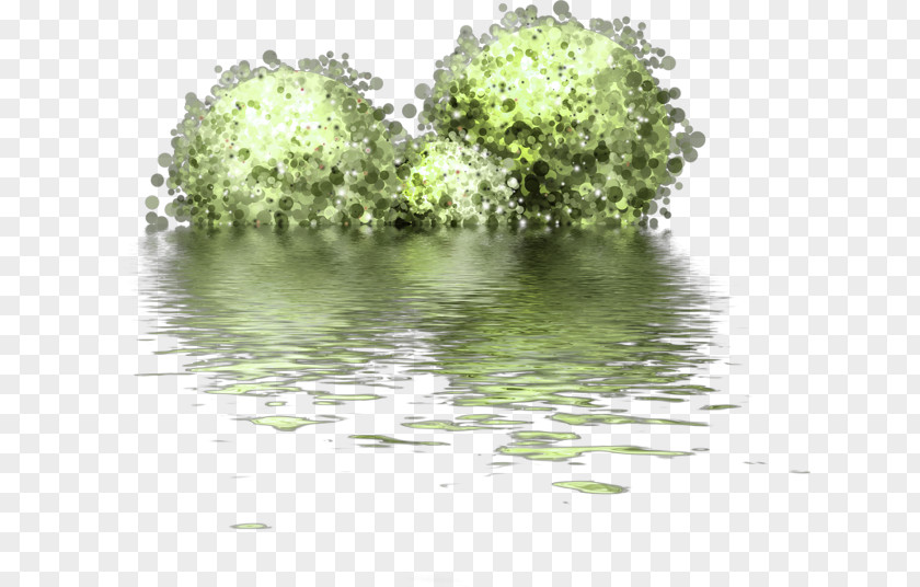 Reflection In The Water Clip Art PNG
