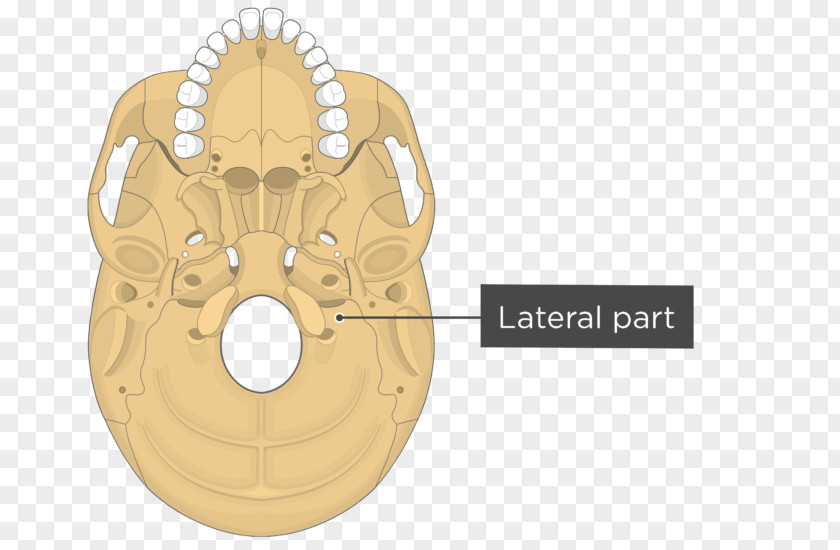 Skull Sphenoid Bone Foramen Rotundum Anatomy PNG