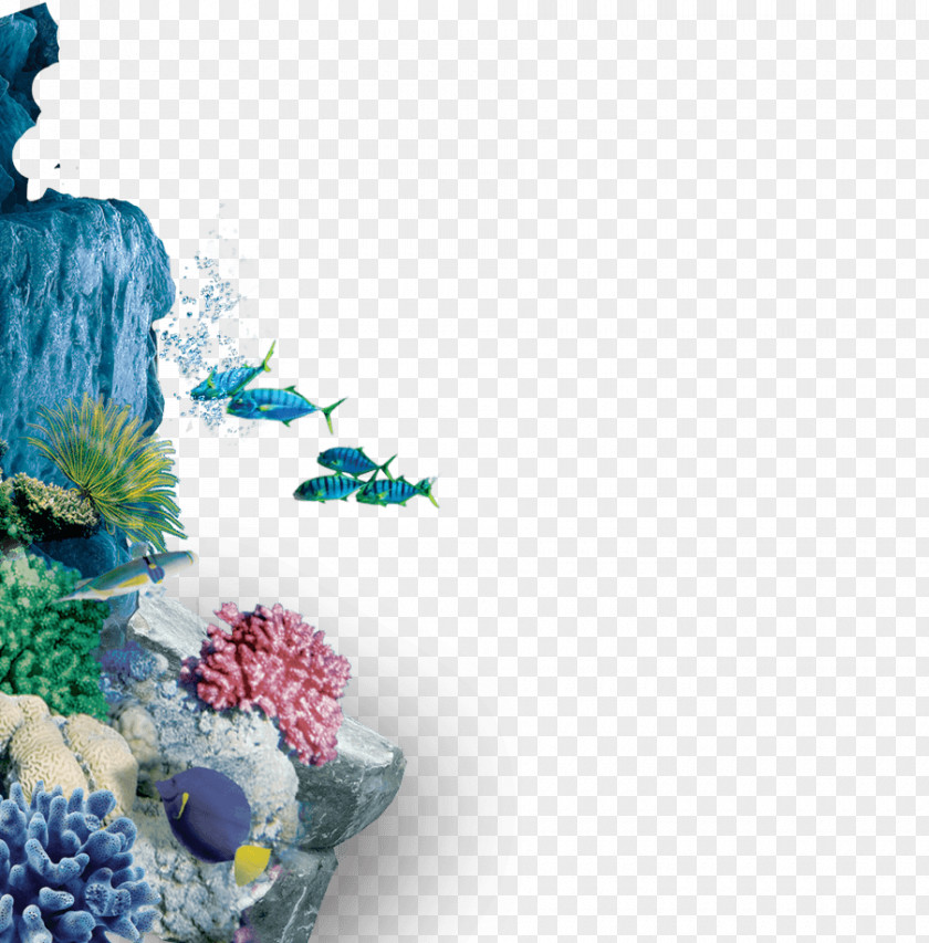 Underwater World Beautiful Coral PNG world beautiful coral clipart PNG