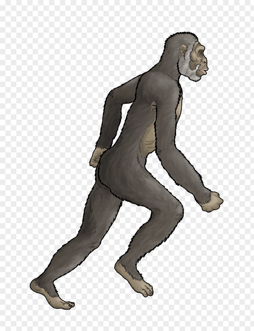 Australopithecus Afarensis Homo Sapiens Primate Lucy Africanus PNG