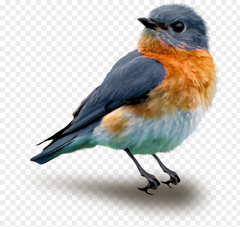 Bird Songbird Drawing Clip Art PNG