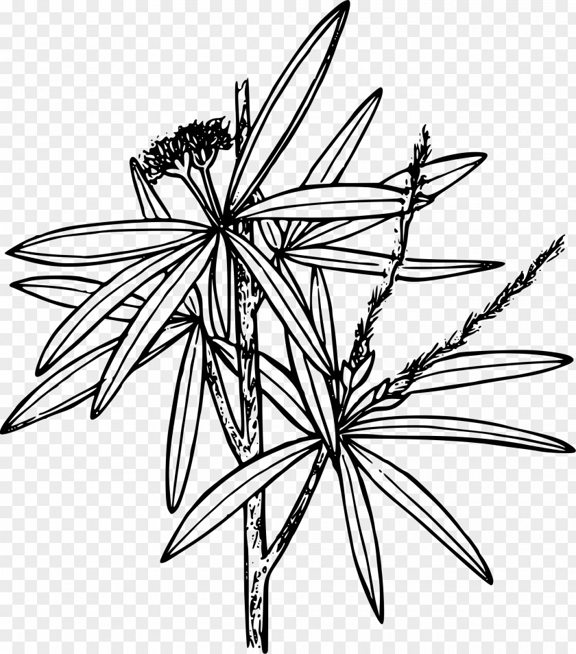 Cercocarpus Ledifolius Line Art Clip PNG