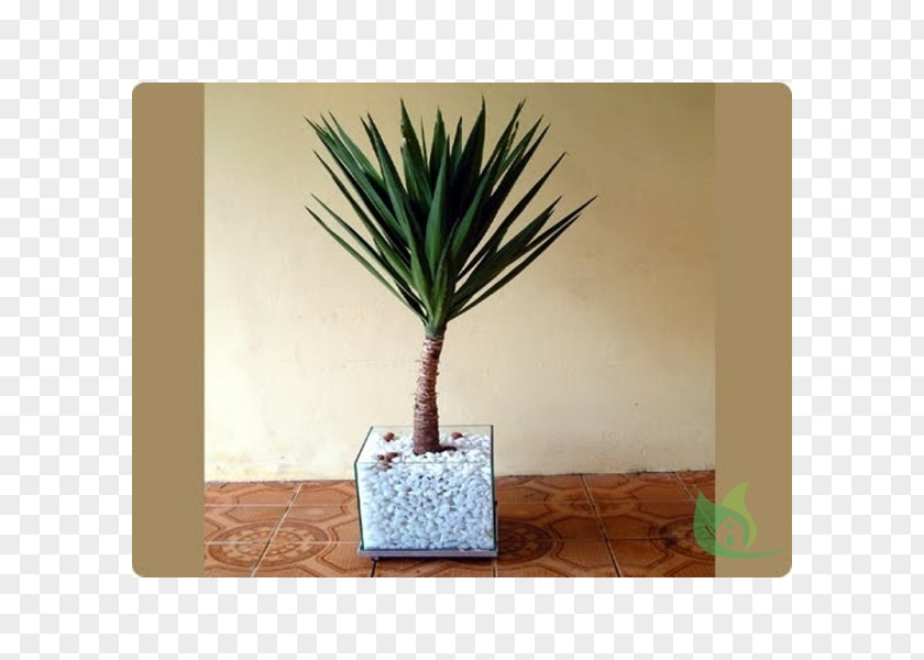 Vase Arecaceae Flowerpot Cachepot Plant PNG