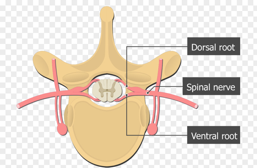 Ventral Root Of Spinal Nerve Dorsal Ganglion Cord PNG