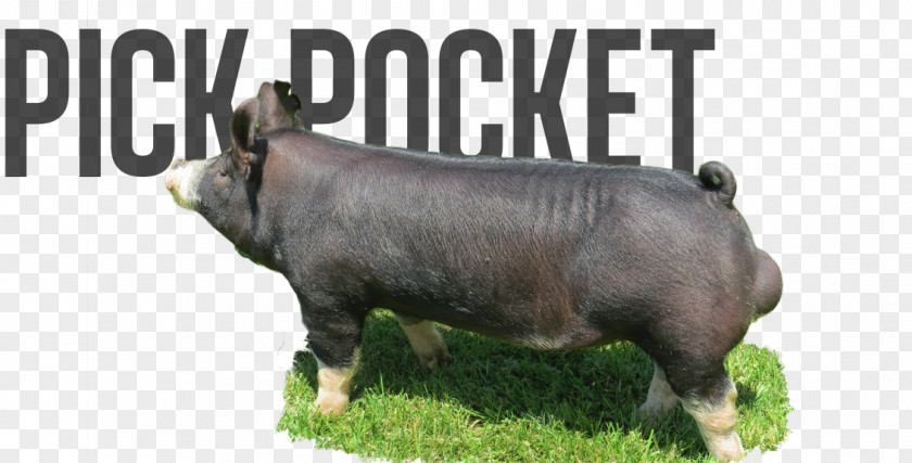 Berkshire Boar Domestic Pig Cattle Mammal Fauna PNG