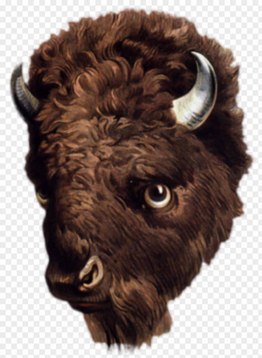 Buffalo Wings American Bison Drawing Art Clip PNG