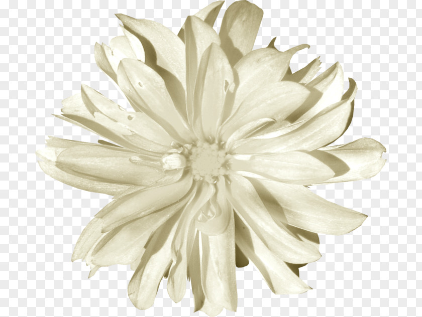 Chrysanthemum White Image Petal PNG