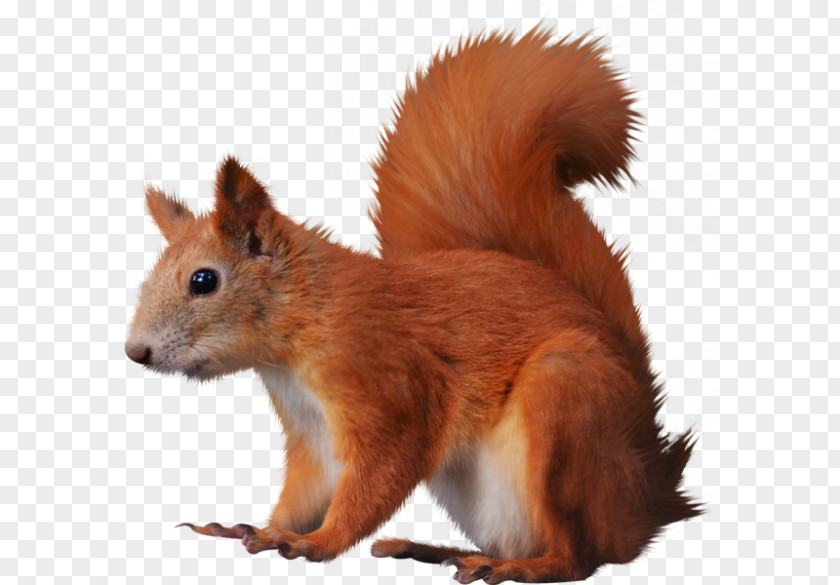 Forest Animal Tree Squirrels Bird Clip Art PNG