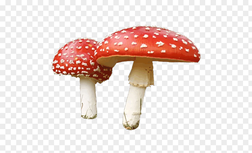 Mushroom Clip Art PNG