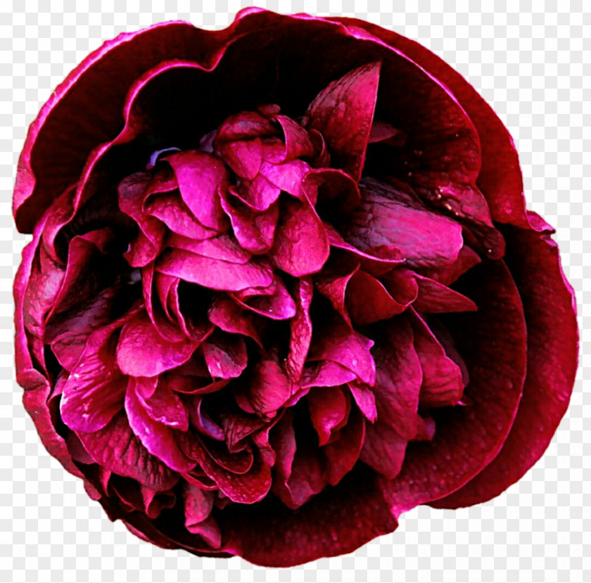 Peony Daquan Garden Roses Tree Stock Photography Clip Art PNG