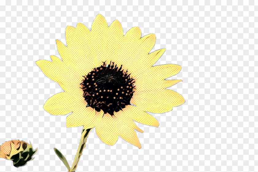 Petal Sunflower Seed PNG