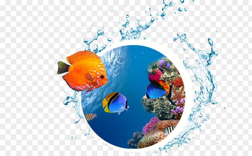 Sea Desktop Wallpaper High-definition Television Underwater Coral Reef PNG