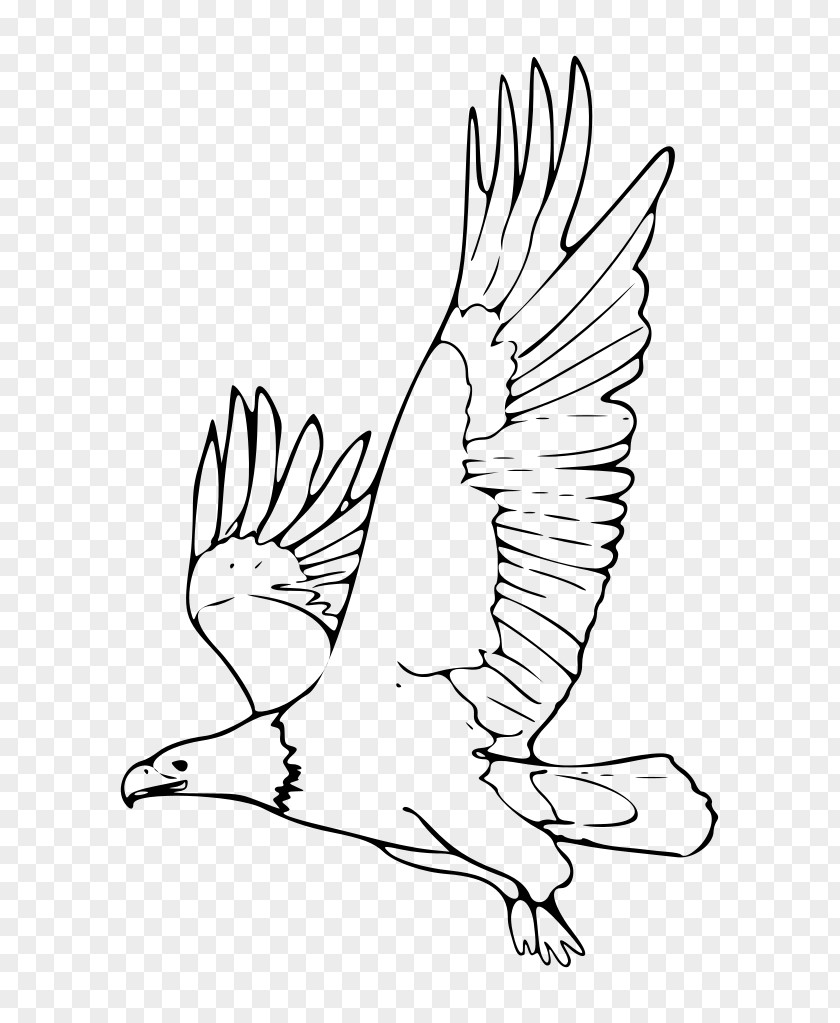 Apes Vector Bald Eagle White-tailed Clip Art PNG