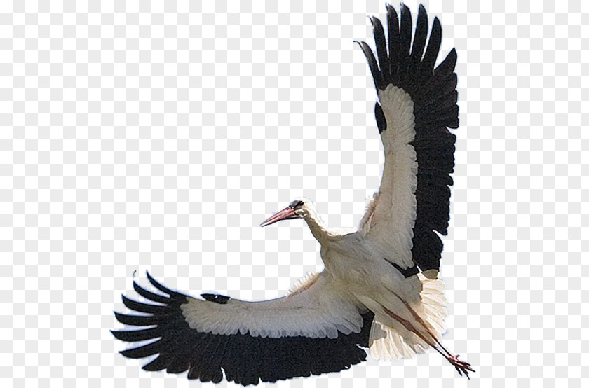 Bird White Stork Flamingos Pelican Конспект урока PNG