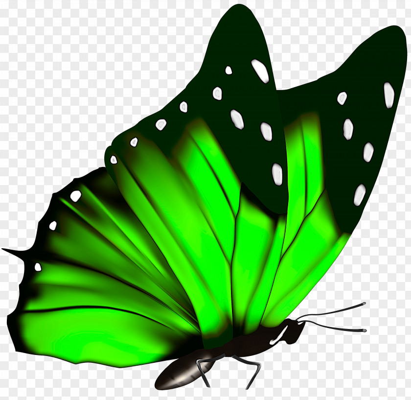Brushfooted Butterfly Leaf Insect Green Moths And Butterflies Pollinator PNG