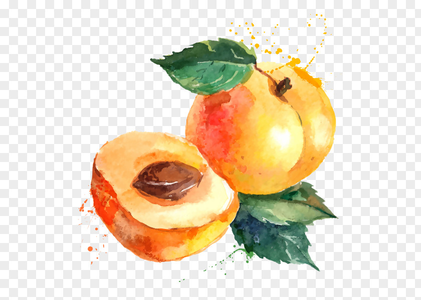 Chesnut Watercolor Eating Seasonal Food Health Produce PNG