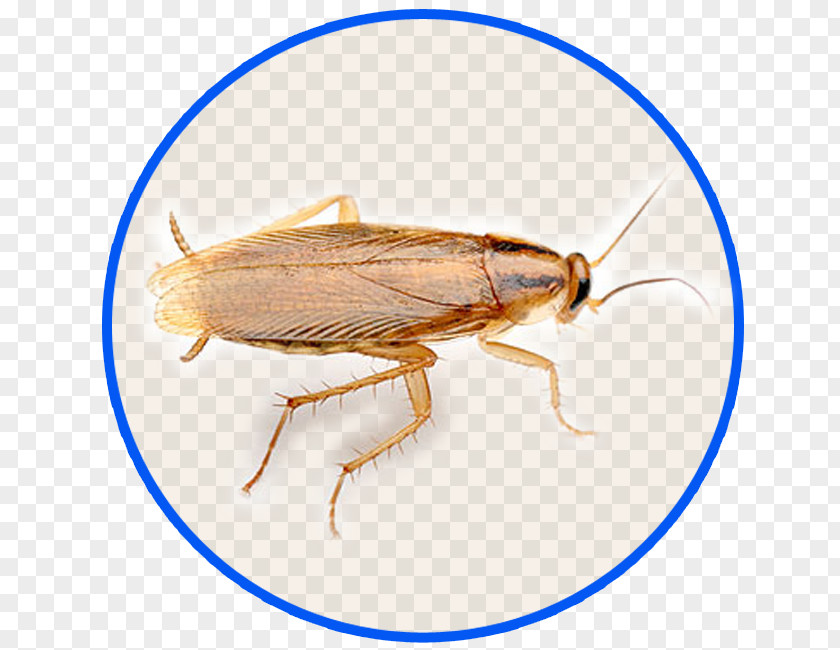 Cockroach German Oriental Pest Control American PNG