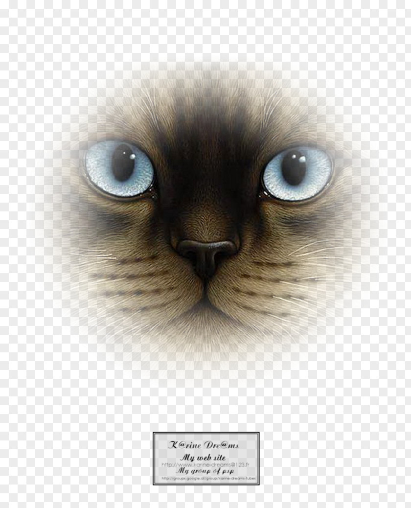 Enfant Cat Kitten Dog Whiskers Mammal PNG