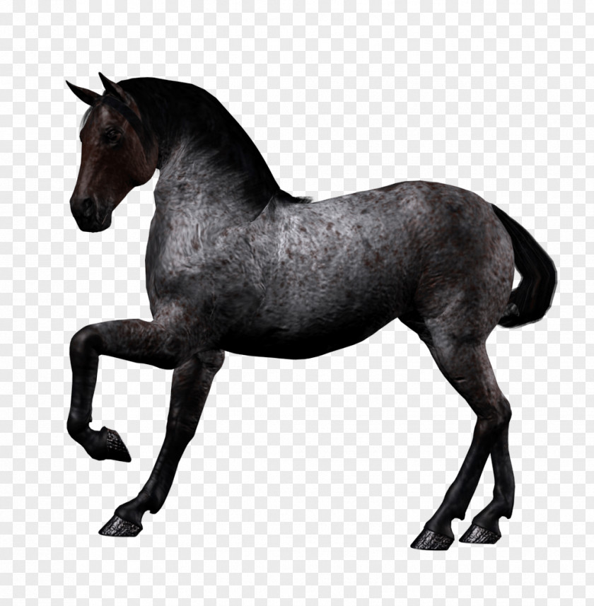 Horse Image Arabian Twilight Sparkle Pony DeviantArt PNG
