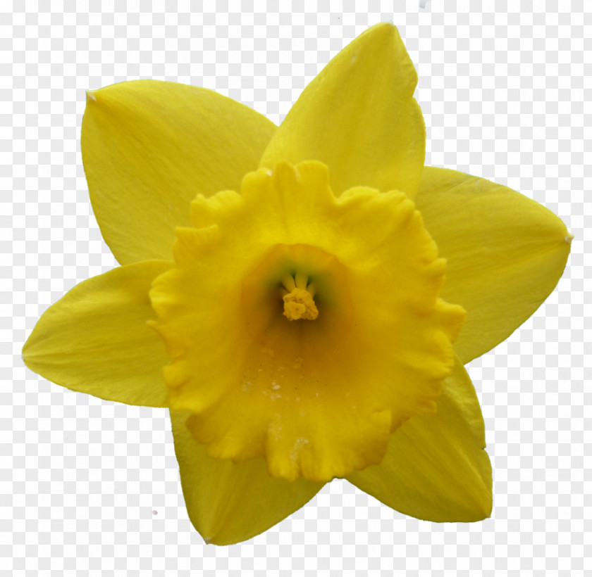 Narcissus Daffodil Flower PNG