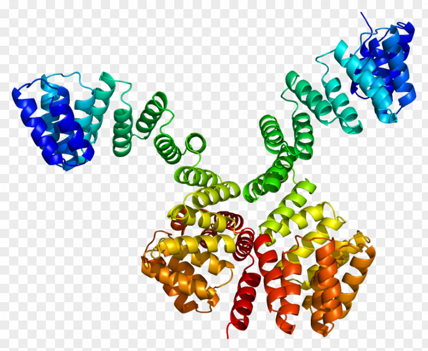 OGT Protein O-GlcNAc Transferase Enzyme O-linked Glycosylation PNG