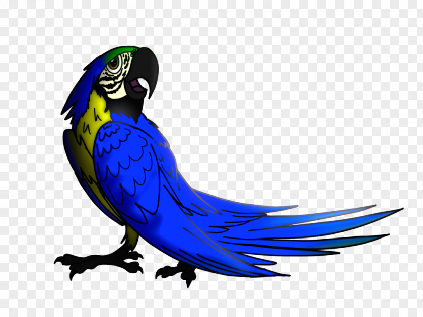 Parrot Military Macaw Parakeet Blu PNG