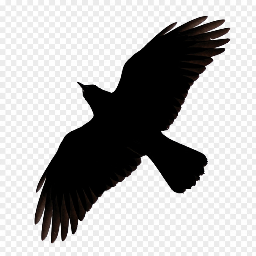 Raven Flying Image Bird Common Silhouette Clip Art PNG