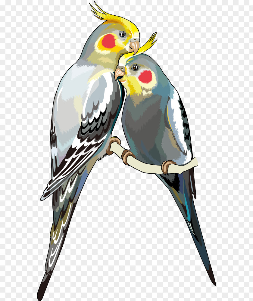Vector Parrot Cockatiel Bird Stock Photography Clip Art PNG