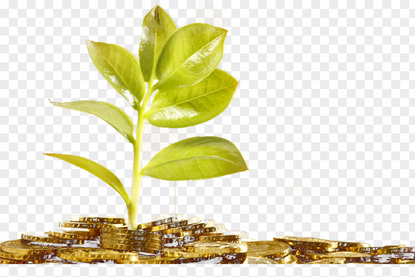 A Plant Growing On Gold Coins Aquatic Clip Art PNG