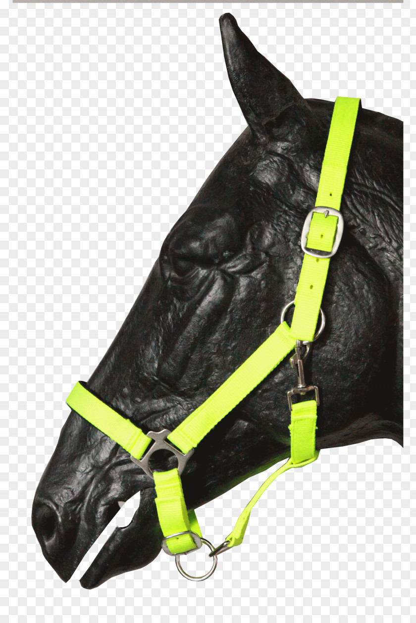 Fluo Halter Bridle Shetland Pony Leash Nylon PNG