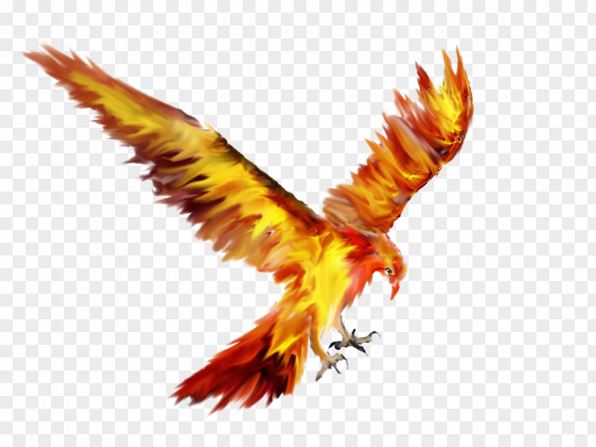 Phoenix Bird Tattoo Sketch Drawing PNG