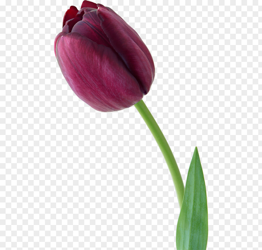 Tulip Flower Violet Photography PNG
