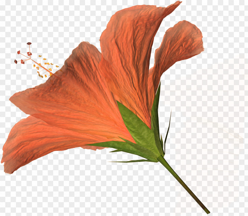 Hibiscus Flower Petal Clip Art PNG