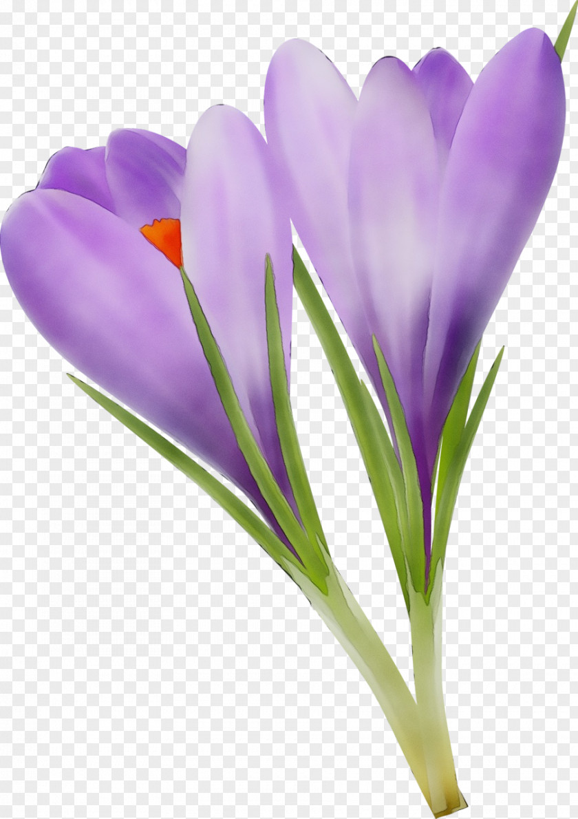 Violet Plant Flower Flowering Cretan Crocus Tommie PNG