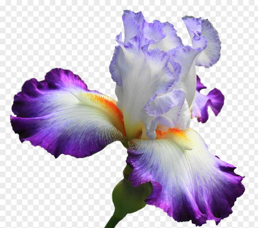 Flower Irises Lilium Clip Art PNG