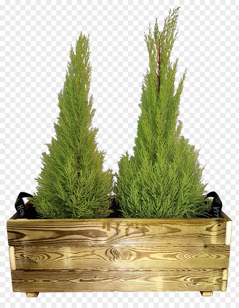 Huerto Spruce Larch Grasses Fir Flowerpot PNG