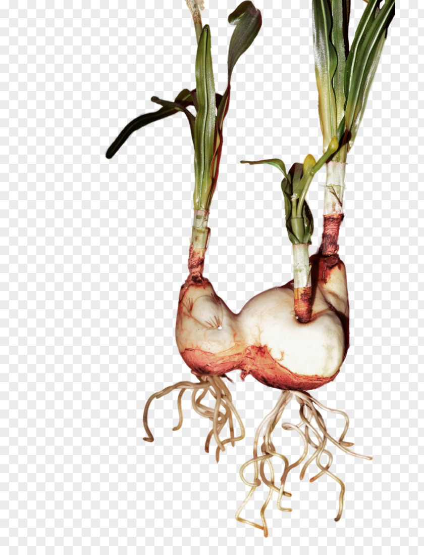 Root Bulb Tulip Flower Plant Stem PNG